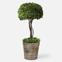 Uttermost 60095 - Tree Topiary Preserved Boxwood